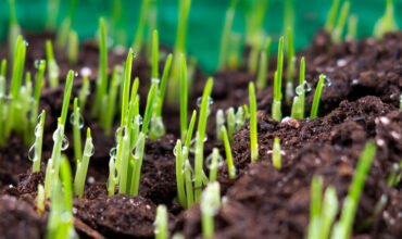 Lawn Inprovements
