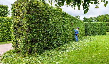 landscape cleanup